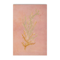 Agua Viva, Todo Brota!, 2025